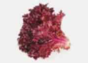 Kırmızı Çıtır Marul