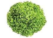 Yeşil Çıtır Marul